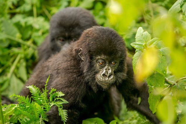 7-DAY MURCHISON FALLS, CHIMPS & GORILLA TREKKING