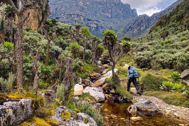 Rwenzori Mountains: Conquering the Alpine Beauty in 8 Days