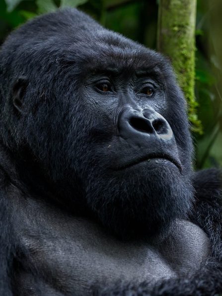 bwindi-impenetrable-forest